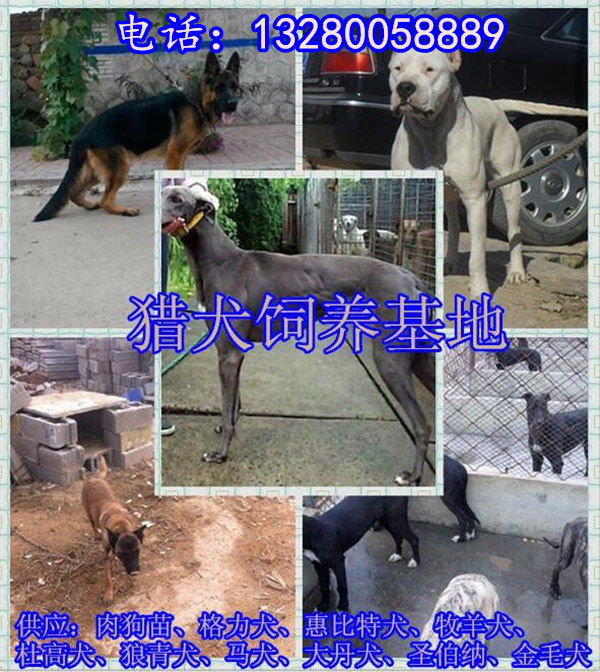 最新比特犬战犬出售，品质、血统与明智选择之道