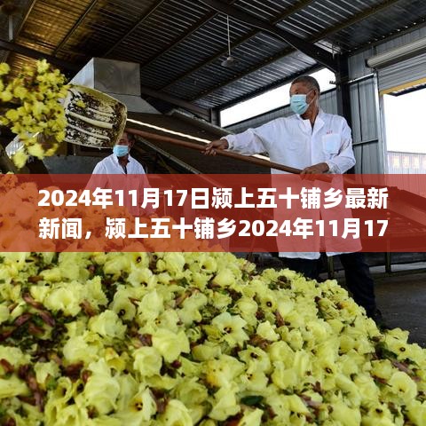 颍上五十铺乡最新资讯概览，2024年11月17日新闻更新