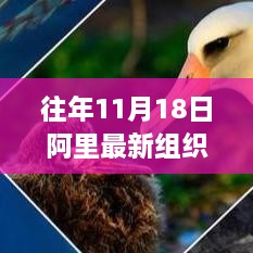 往年11月18日阿里最新组织架构图，阿里组织架构变革之际，一场自然美景之旅的心灵觉醒