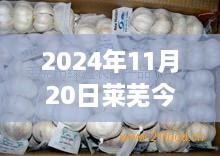 莱芜今日大蒜新篇章，友情、价格与家的温馨交汇（2024年11月20日最新价格）