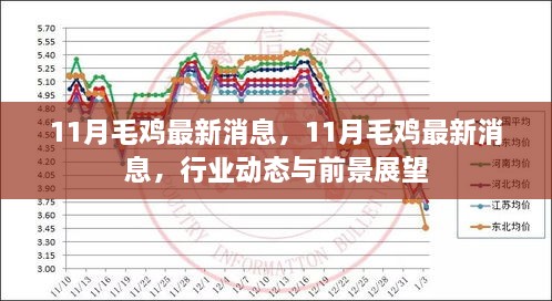 11月毛鸡最新消息，行业动态、前景展望与深度解析