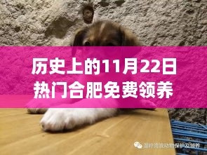 历史上的11月22日合肥免费领养狗盛况回顾，领养热潮一览无余