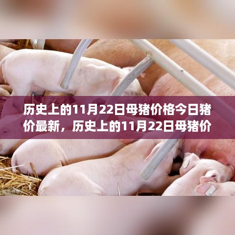 历史上的11月22日母猪价格揭秘与今日猪价动态更新