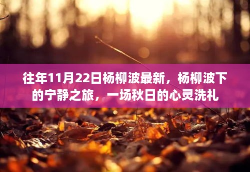 杨柳波下的秋日心灵洗礼，宁静之旅最新篇章