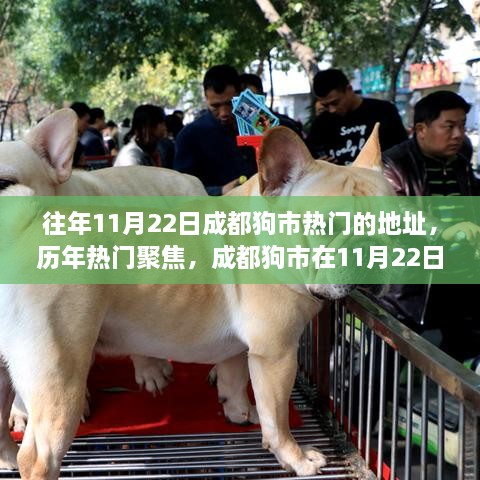 成都狗市历年11月22日繁华盛景回顾，热门地点聚焦的热闹狗市