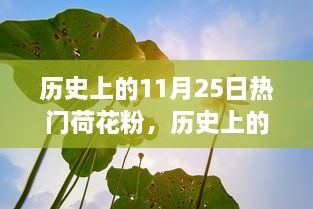 历史上的11月25日热门荷花粉，历史上的11月25日热门荷花粉，深度测评与介绍