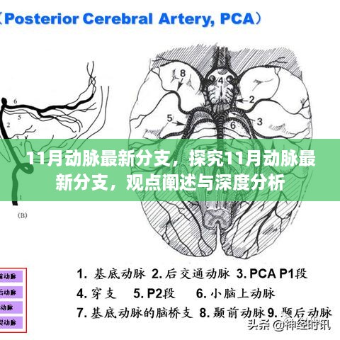 11月动脉最新分支，深度探究与观点阐述