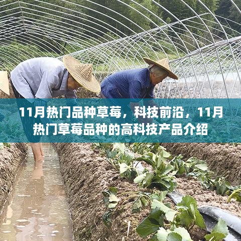 11月热门草莓品种与高科技产品介绍，草莓与科技前沿的交融