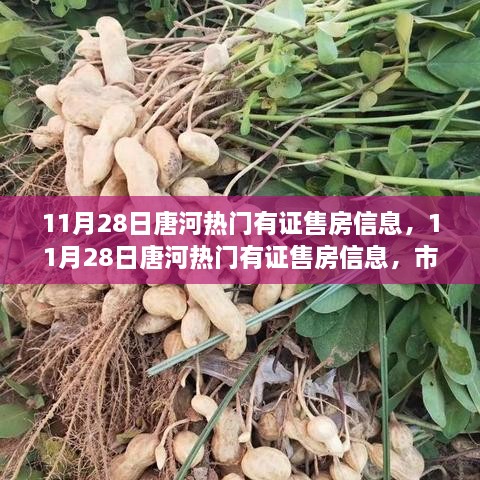 11月28日唐河热门有证售房信息，11月28日唐河热门有证售房信息，市场走势下的多元解读与个人立场