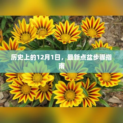 历史上的12月1日，最新点盆步骤详解