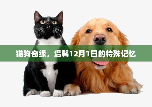 猫狗奇缘，12月1日的温馨记忆