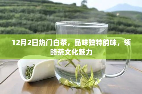 12月2日热门白茶，独特韵味与文化魅力的饕餮之旅