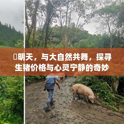 明天启程，探寻生猪价格与心灵宁静的自然之旅