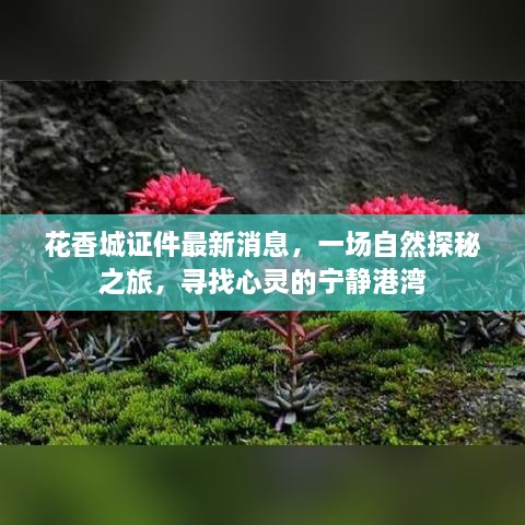 花香城证件最新动态，开启自然探秘之旅，寻觅心灵宁静港湾