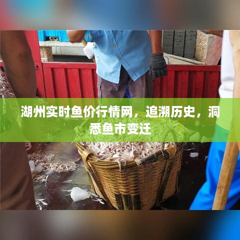 湖州实时鱼价行情网，追溯历史，洞悉鱼市动态