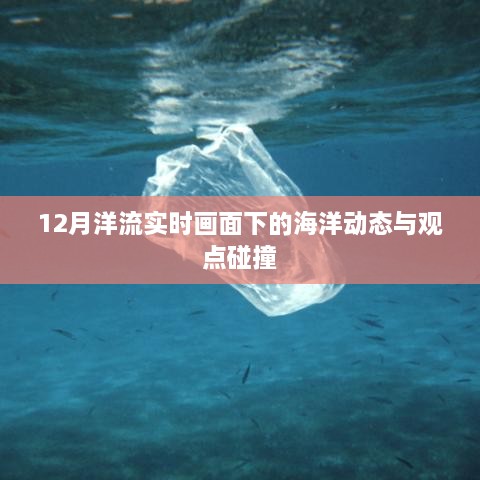 12月洋流实时画面，海洋动态与观点交融