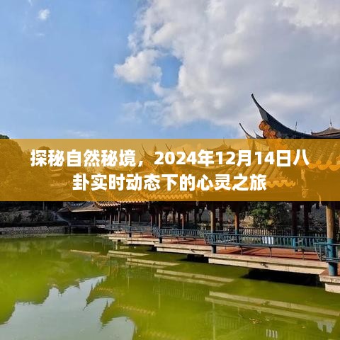 探秘自然秘境，八卦实时动态的心灵之旅（XXXX年12月14日）