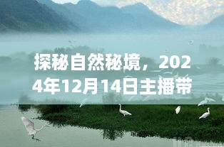 探秘自然秘境，旅行日志中的宁静之美（主播带你领略，日期，2024年12月14日）