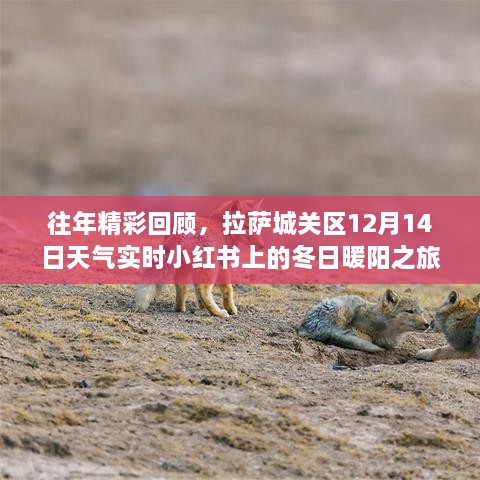 「往年精彩回顾」拉萨城关区冬日暖阳之旅，12月14日天气实时小红书分享