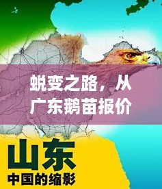 蜕变之路，从鹅苗报价到梦想舞台的跨越