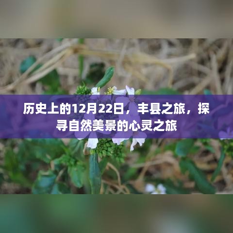 探寻自然美景的心灵之旅，丰县之旅历史上的12月22日纪实