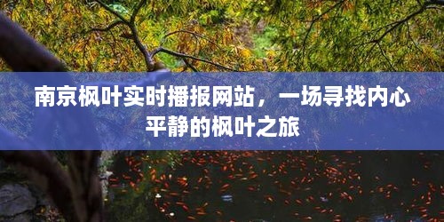 南京枫叶实时播报网站，心灵宁静的枫叶之旅