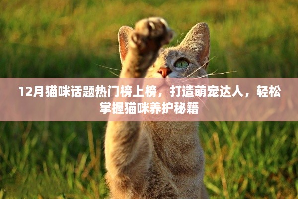 12月猫咪热门话题榜，成为萌宠达人，揭秘猫咪养护秘籍