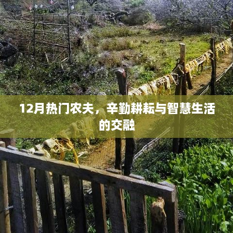 12月农夫风采，智慧耕耘与生活交融