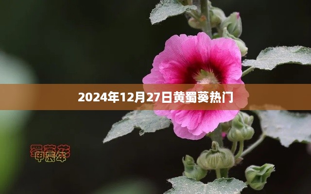 黄蜀葵热潮来袭，2024年12月27日盛放光彩