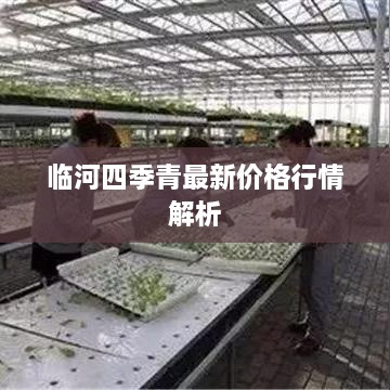 临河四季青最新价格行情解析