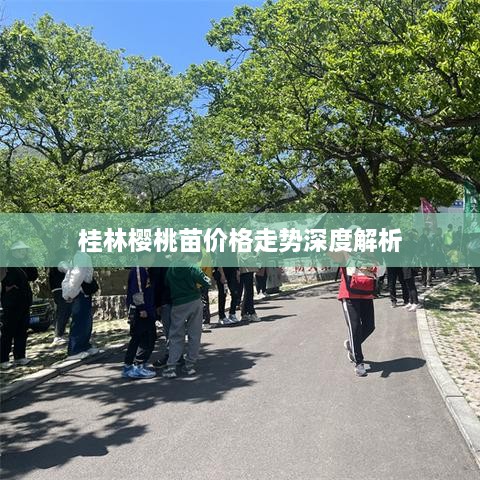 桂林樱桃苗价格走势深度解析