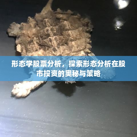 形态学股票分析，探索形态分析在股市投资的奥秘与策略