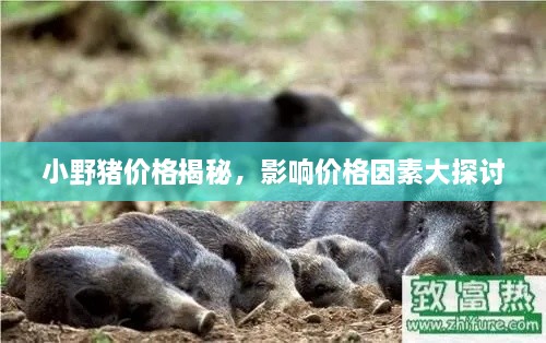 小野猪价格揭秘，影响价格因素大探讨