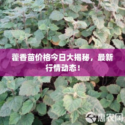 藿香苗价格今日大揭秘，最新行情动态！