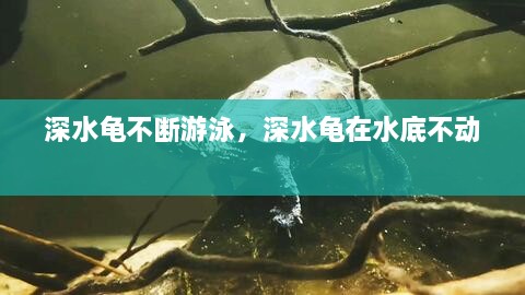 深水龟不断游泳，深水龟在水底不动 