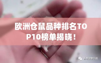 欧洲仓鼠品种排名TOP10榜单揭晓！