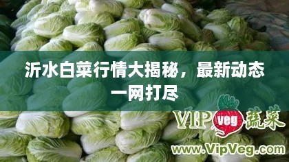 沂水白菜行情大揭秘，最新动态一网打尽