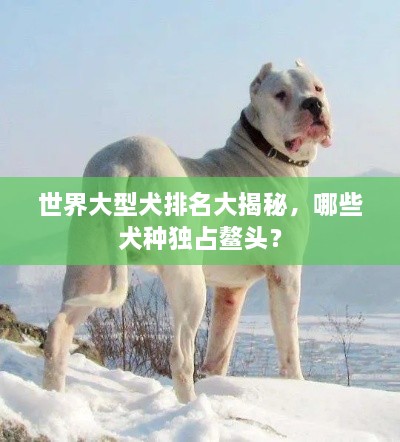 世界大型犬排名大揭秘，哪些犬种独占鳌头？