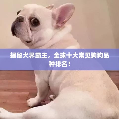 揭秘犬界霸主，全球十大常见狗狗品种排名！