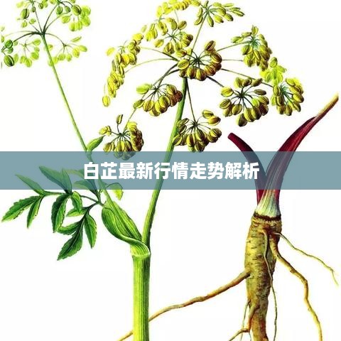 白芷最新行情走势解析