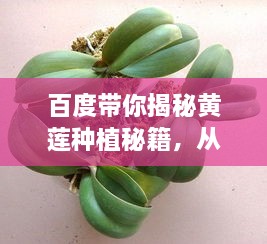 百度带你揭秘黄莲种植秘籍，从种植到管理全攻略！