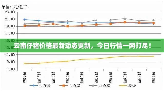 云南仔猪价格最新动态更新，今日行情一网打尽！