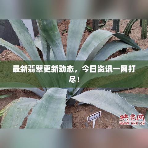 最新翡翠更新动态，今日资讯一网打尽！