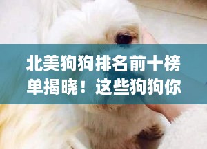 北美狗狗排名前十榜单揭晓！这些狗狗你一定不能错过！