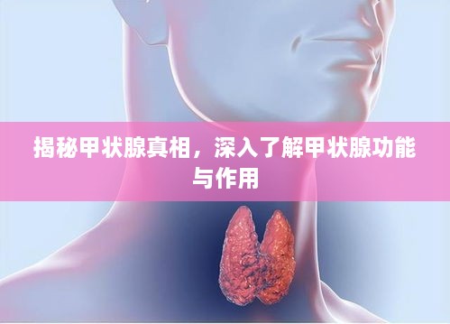 揭秘甲状腺真相，深入了解甲状腺功能与作用