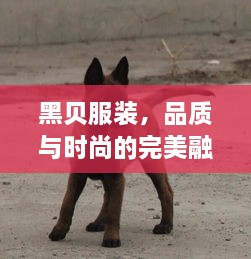 黑贝服装，品质与时尚的完美融合价格一览