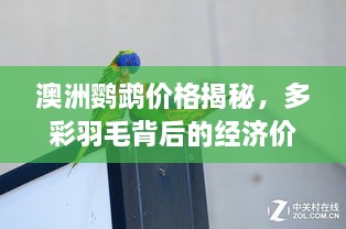 澳洲鹦鹉价格揭秘，多彩羽毛背后的经济价值探究