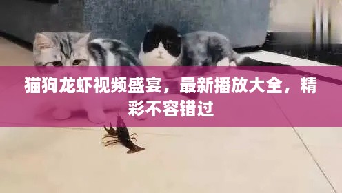 猫狗龙虾视频盛宴，最新播放大全，精彩不容错过