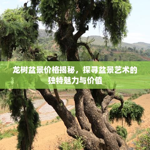 龙树盆景价格揭秘，探寻盆景艺术的独特魅力与价值