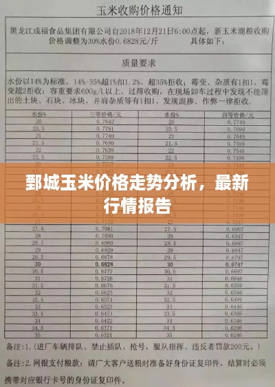 鄄城玉米价格走势分析，最新行情报告